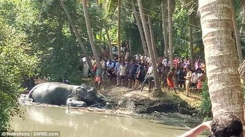 Hindistonda butun qishloq aholisi loyga botib qolgan filni qutqarishga chiqdi