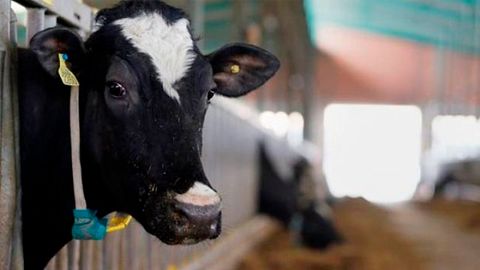 Bekobodlik fuqaro Oqqo‘rg‘on tumanida ikki bosh qoramol o‘g‘irladi