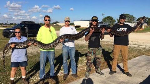 Floridada eng uzun piton o‘ldirildi (video)