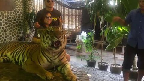 Таиланддаги ҳайвонот боғида йўлбарсни сайёҳлар учун савалашди (видео)