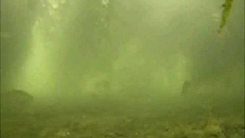 AQShda Rojdestvo archalari nega ko‘lga tashlanadi?