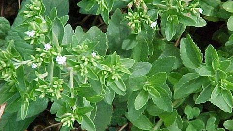 Surxondaryoda qizil lavlagidan uch yuz baravar shirin o‘simlik navi yaratildi