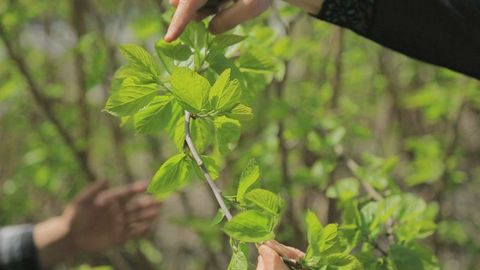 “Agropilla” korxonalari tomonidan hududlarda 2 mln 400 ming dona tut ko‘chati ekildi