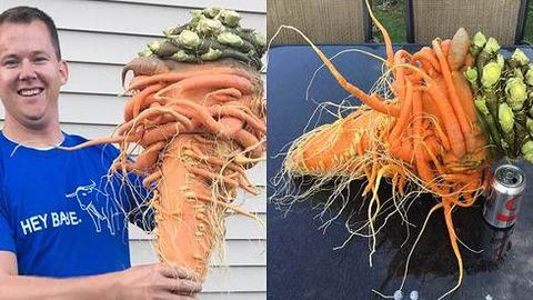 Amerikalik 10 kilogrammli sabzi yetishtirib, rekord o‘rnatdi