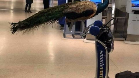 United Airlines “ruhiy ko‘mak beruvchi” tovusni samolyot bortiga chiqarmadi