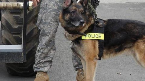 Amerikalik erkak hibsga olish vaqtida politsiyachilar itini tishlab oldi