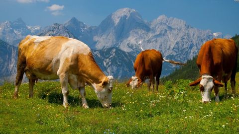 Импорт қилинадиган гўшт ва тирик чорва молларига йил охиригача ҚҚС солинмайди