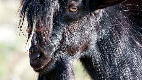 Nigeriyada olomon odamni echkiga aylantirib qo‘ygan “jodugar”ni do‘pposladi