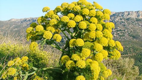 O‘zbekistonda 1800 gektar maydonda kavrak plantatsiyalari barpo etiladi