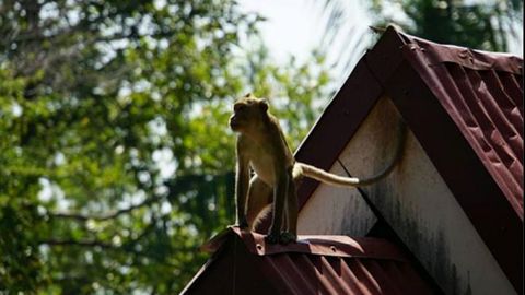 Tailanddagi 2 ta qishloqqa 3 mingta och qolgan maymun yopirildi