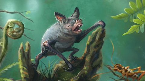 Paleontologlar Yangi Zelandiyada ko‘rshapalakning qoldiqlarini topdi