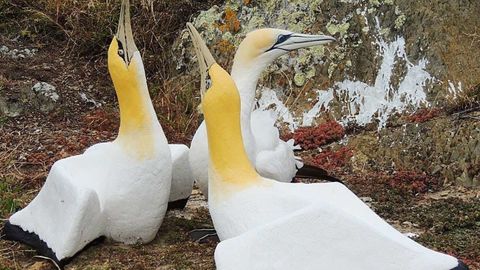 Янги Зеландияда дунёдаги энг ёлғиз қуш ўлди