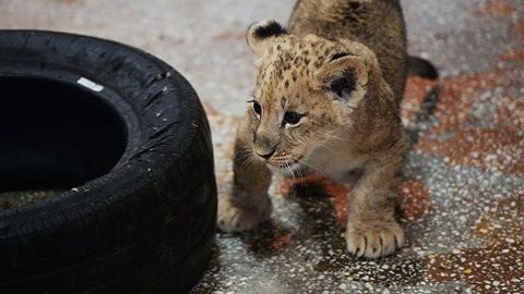 Москвада суратга олишда ноқонуний фойдаланилган шер боласининг аҳволи ҳақида маълумот берилди
