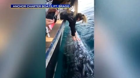 AQShda sayyohlar selfi uchun kitni siladi (video)