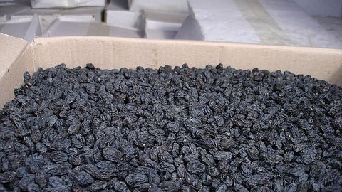 “Mayiz eksporti” bilan shug‘ullanadigan shaxs Toshkentda 580 ming dollar olib, yashirindi