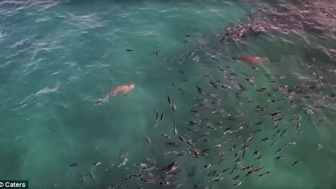 Қизиқувчан акула йўлида учраган сайёҳни уриб кетди