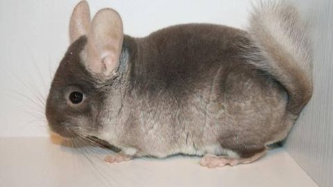 Buxoroda Janubiy Amerikada yashovchi shinshilla parvarish qilinmoqda