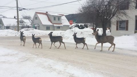 Video: Yo‘l harakati qoidalariga amal qiluvchi Kanada bug‘ulari