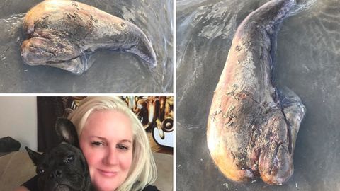 Австралиялик аёл денгиз қирғоғида номаълум жонзотга дуч келди