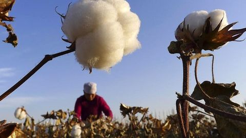 Россия уч йилдан кейин Ўзбекистондан пахта сотиб ололмай қолади