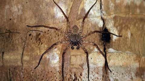 Olimlar Yer yuzidagi eng tezkor yirtqich hasharot qaysi ekanligini aniqladi