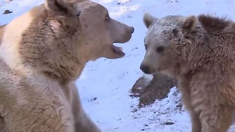 Tehron hayvonot bog‘idagi ayiqlar qor o‘ynamoqda (video)