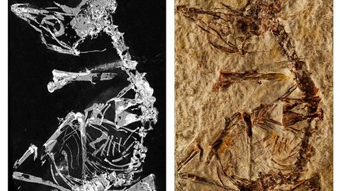 Paleontologlar Yerdagi dastlabki qushlardan birining polaponiga tegishli qoldiqlarni topdi