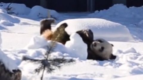 Финляндияда иккита Хитой пандаси намойиш этилди (видео)