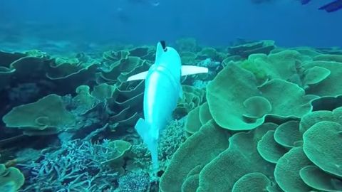 Dengiz hayvonlari orasida josuslik qiluvchi robot baliq yaratildi (video)