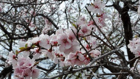 16 март куни Ўзбекистонда ёғингарчилик бўлмайди
