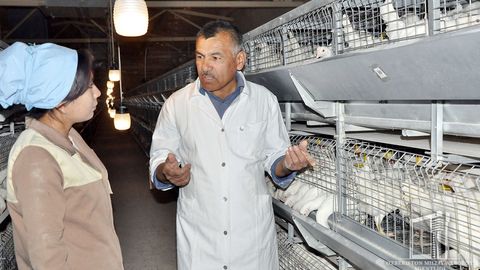 “Navoiy” KMK Surxondaryoda parrandachilik majmuasini ishga tushirdi