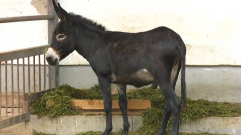 Rossiya mashhur porno videolar