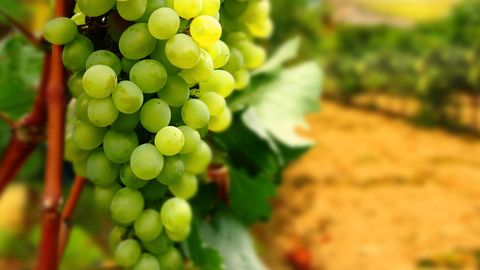 O‘zbekistonda vino reklamasi bo‘yicha cheklov qayta ko‘rib chiqiladi