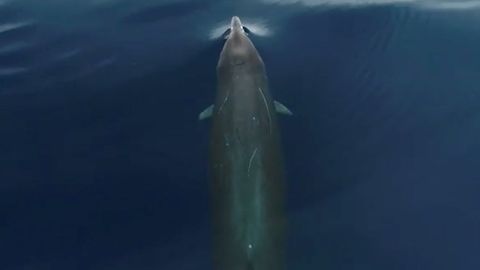 Кариб денгизида ноёб китлар дрон ёрдамида тасвирга олинди (видео)