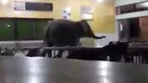 Малайзияда фил мактаб ошхонасига меҳмонга келди (видео)