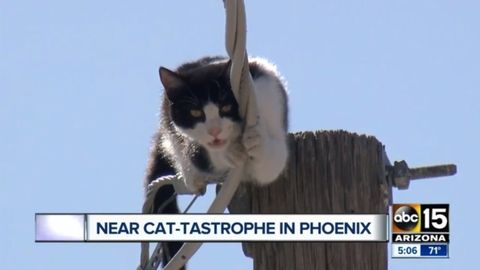 Amerika telekanali stolbadan tusha olmayotgan mushukni 1,5 soat efirga uzatdi