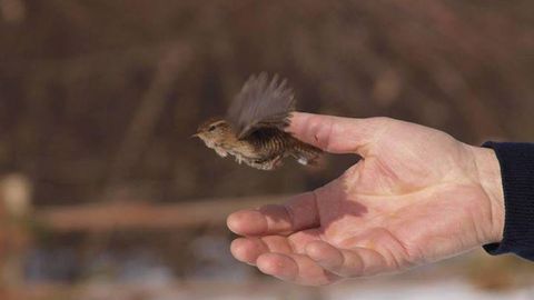 Ўзбекистонда Ёввойи қушлар реабилитация маркази давлат рўйхатидан ўтказилди