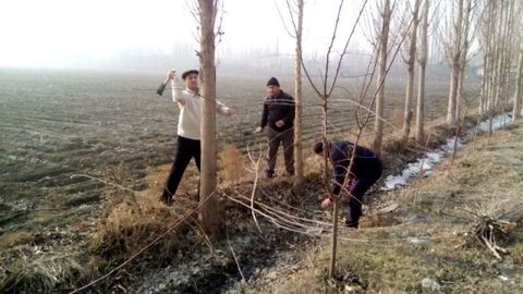 Saxovatpesha qo‘qonliklar Nukusga 15 mln so‘mlik daraxt ko‘chatlarini jo‘natdi