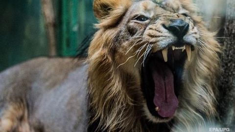 Olimlar Afrikada odam bo‘yiga teng sherlar yashaganligini ma’lum qildi