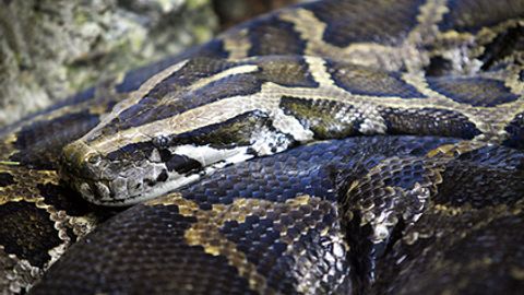 Florida botqoqliklaridan chiqqan ulkan bo‘g‘ma ilonlar shaharlarga yo‘l oldi