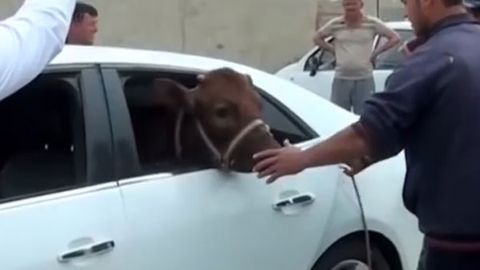 Video: Malibu’da qoramol va qo‘y-qo‘zi o‘g‘irlash bilan shug‘ullangan buxorolik qaynota-kuyov