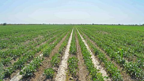 O‘zbekistonda ilgari paxta va g‘alla ekilgan 100 ming gektar yer maydonlariga endi boshqa ekinlar ekiladi