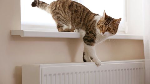 Автомобилининг устига мушук келиб тушган россиялик эркак полицияга мурожаат қилди