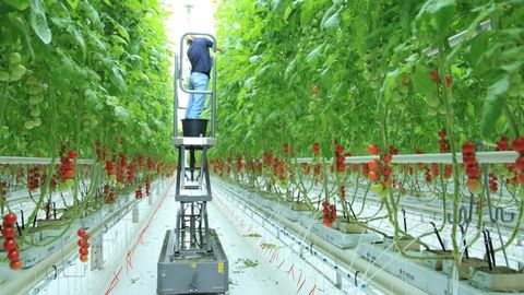 Rossiyaning Niva Greenhouses kompaniyasi Xorazmda ikkita issiqxona quradi