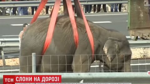 Ispaniyada ustida beshta fil bo‘lgan yuk mashinasi ag‘darilib ketdi