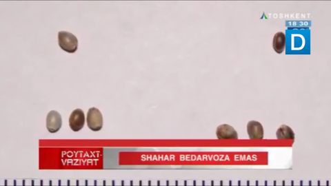 O‘zbekistonga xorijdan marixuana urug‘ini yuborish surunkali tus olmoqda (video)