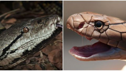 Kobra va pitonning ayovsiz olishuvi (video)