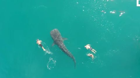 Meksikada dunyodagi eng katta akula odamlar bilan birga suzganligini videoga olishdi