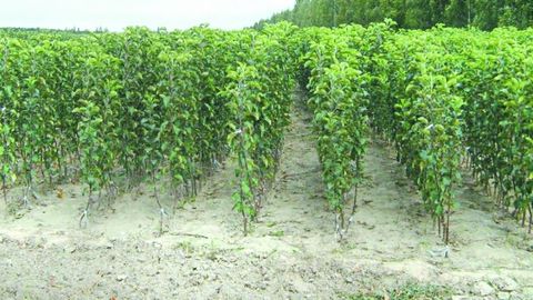 Surxondaryoda agrofirma qorovuli o‘z dalasidan 23 mln so‘mlik ko‘chat o‘g‘irladi