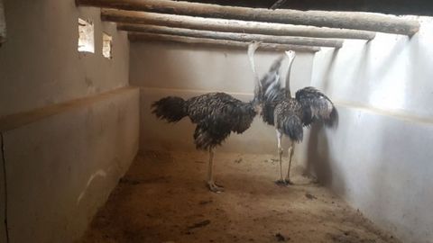 Toshkent viloyatida tuyaqush parvarish qilayotgan tadbirkor Avstraliyadan kenguru olib kelmoqchi